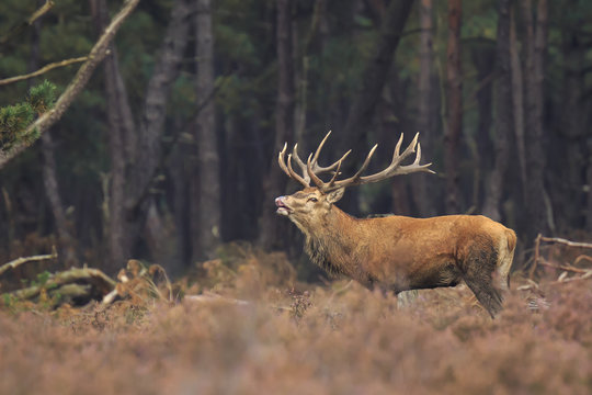 Red deer stag Cervus elaphus rutting in a forest during Autumn season
