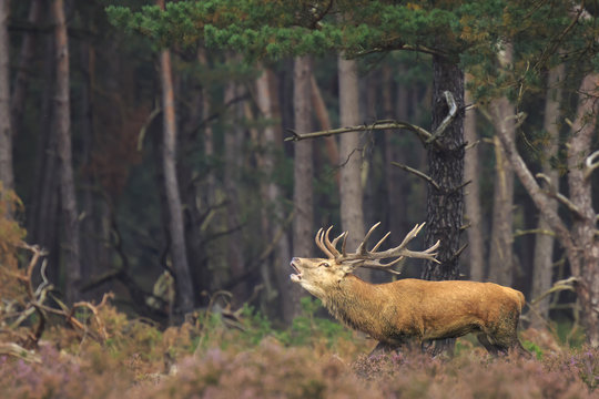 Red deer stag Cervus elaphus rutting in a forest during Autumn season