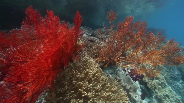 Vibrant soft corals on reef in Raja Ampat, Indonesia 