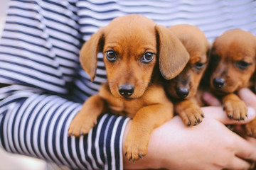 dachshund puppy. dachshund puppy portrait outdoors. many cute dachshund puppy playing outdoor. Shorthaired Dachshound. A beautiful dachshund puppy dog with sad eyes dog portrait - obrazy, fototapety, plakaty