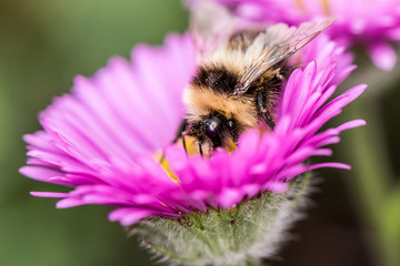 Bumblebee sitting on purple flower on green background