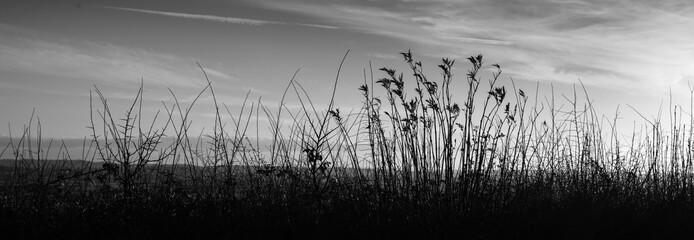 Grasses in late summer