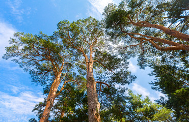 Crowns of tall pine trees above his head in the forest against a blue sky