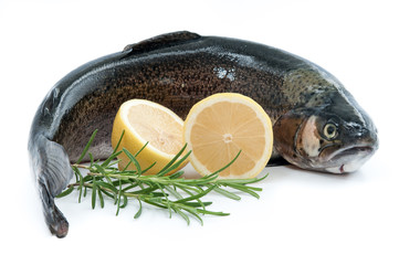 Lachsforelle mit Zitrone und Rosmarin
