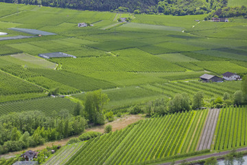 Südtirol- Impressionen, Apfelplantagen im Vinschgau