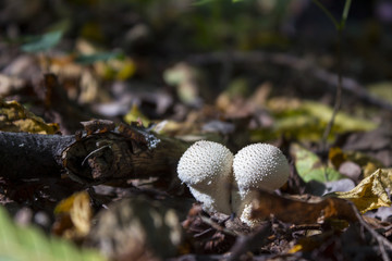 Mushroom puffball in the woods in the fall among the dry twigs, green and yellow fallen leaves. Lycoperdon perlatum known as the common puffball, warted puffball, gem-studded puffball