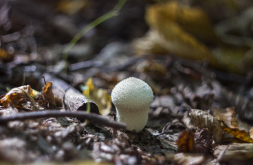 Mushroom puffball in the woods in the fall among the dry twigs, green and yellow fallen leaves. Lycoperdon perlatum known as the common puffball, warted puffball, gem-studded puffball