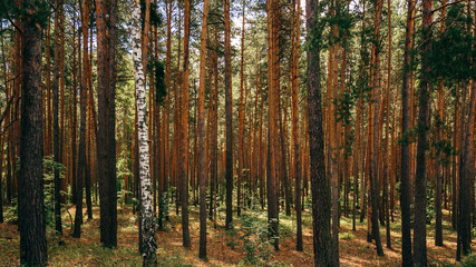 Obraz premium Single birch between pine trees.