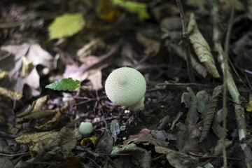 Mushroom puffball in the woods in the fall among the dry twigs, green and yellow fallen leaves. Lycoperdon perlatum known as the common puffball, warted puffball, gem-studded puffball