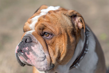 Fototapeta premium Cute English bulldog posing outdoor,selective focus