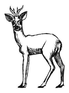 roe deer from forest