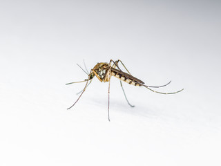 Malaria, Zika Virus or Yellow Fever Infected Mosquito Insect on White Wall