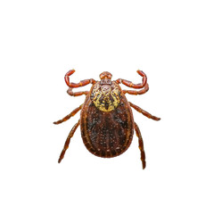 Encephalitis or Lyme Virus Infected Tick Insect Isolated on White