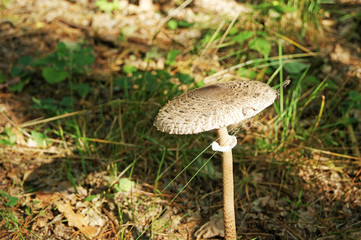 The parasol mushroom (Macrolepiota procera or Lepiota procera), basidiomycete fungus