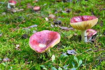 Russula emetica red mushroom in Bialowieza Forest