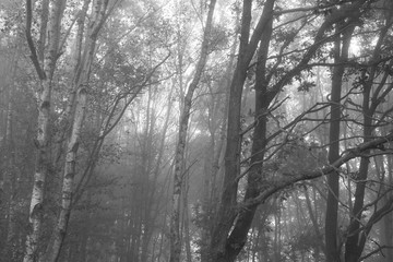 A misty, foggy day on the oldest Camino de Santiago in Spain the 