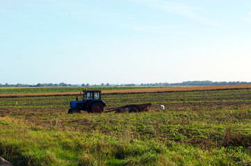 Fototapeta premium Harvesting potatoes in the fields with old tractor