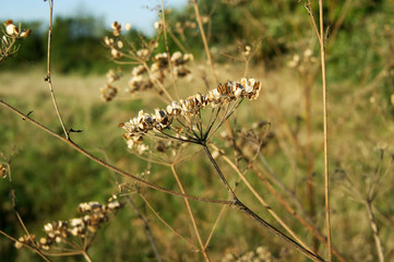 Dry wild cumin in the fields