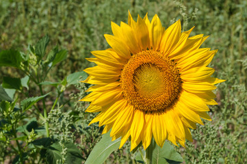 Sunflower in the field