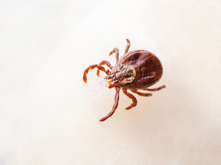 Encephalitis Tick Insect Macro Close-up