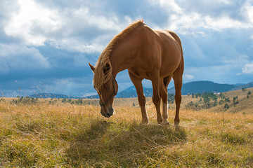 Beautiful brown horses