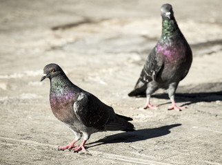 Pigeons wandering 
