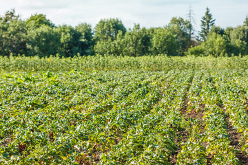 Fototapeta na wymiar Rows of fodder beet on the field. Crop and farming