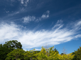 青空と樹木