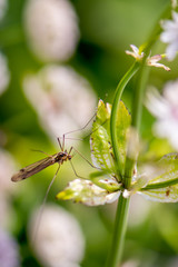 a large mosquito sitting on a flower stalk