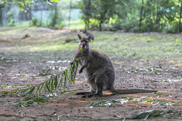 Naklejka na ściany i meble small kangaroo is eating leaves