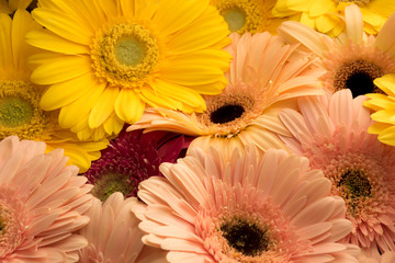 Gerber Daisy Love
