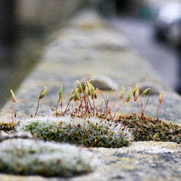 Moss green spore capsules on red stalks on sandstone wall