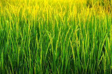 Fototapeta premium ear of rice in natural lush green Rice Terrace in Chiang-mai, Thailand