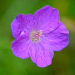 Obraz premium Purple flower