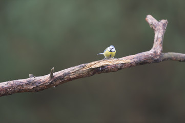 Blue tit on branch
