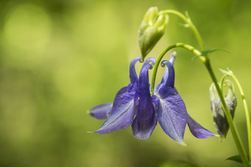 Gemeine Akelei oder auch Elfenhandschuh (Rote Liste) am Waldrand