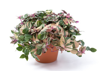 Tradescantia albiflora