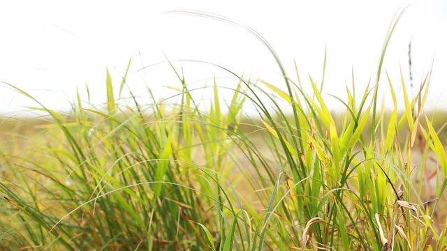 Leaves of grass. Life-affirming motive - green grass swaying in wind