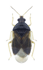 Bug Orius agilis on a white background