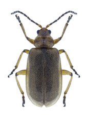 Beetle Galerucella nymphaeae on a white background