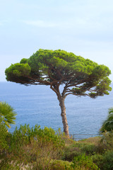 Pine tree at the coast