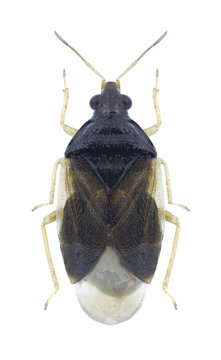 Bug Orius agilis on a white background