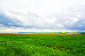 field of grass and sky with clouds