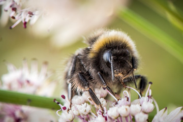 Bumblebee pollinating flower