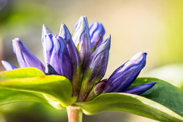 Purple flower closeup on yellow - green background