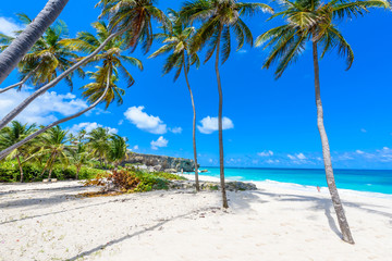 Obraz na płótnie Canvas Bottom Bay, Barbados - Paradise beach on the Caribbean island of Barbados. Tropical coast with palms hanging over turquoise sea. Panoramic photo of beautiful landscape.