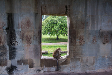 Angkor Monkey