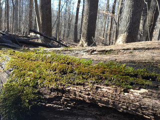 fallen tree in the forest with moss