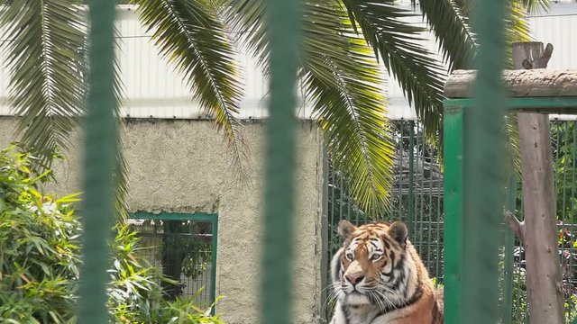 Tiger at the zoo 