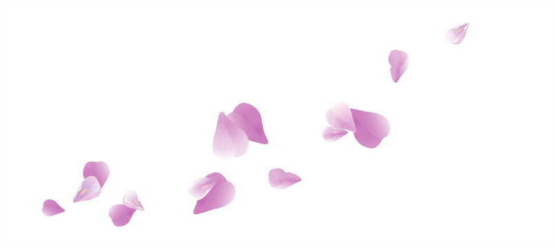 Purple Violet flying petals isolated on White background. Sakura Roses petals. Vector